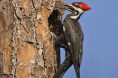 Pileated Woodpecker, Dryocopus pileatus