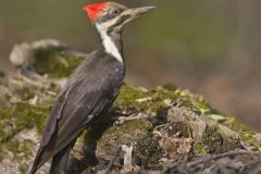 Pileated Woodpecker, Dryocopus pileatus