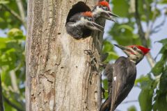 Pileated Woodpecker, Dryocopus pileatus