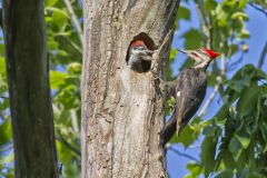 Pileated Woodpecker, Dryocopus pileatus