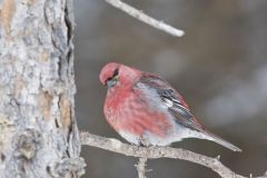 Pine Grosbeak, Pinicola enucleator