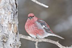 Pine Grosbeak, Pinicola enucleator