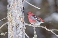 Pine Grosbeak, Pinicola enucleator