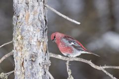 Pine Grosbeak, Pinicola enucleator