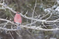 Pine Grosbeak, Pinicola enucleator