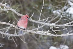 Pine Grosbeak, Pinicola enucleator