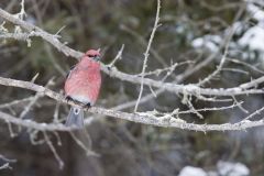 Pine Grosbeak, Pinicola enucleator