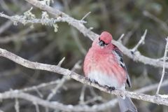 Pine Grosbeak, Pinicola enucleator