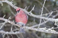 Pine Grosbeak, Pinicola enucleator