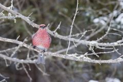 Pine Grosbeak, Pinicola enucleator