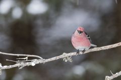 Pine Grosbeak, Pinicola enucleator