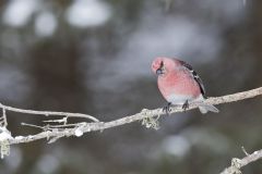 Pine Grosbeak, Pinicola enucleator