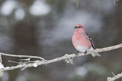 Pine Grosbeak, Pinicola enucleator