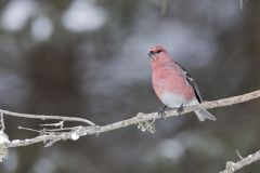 Pine Grosbeak, Pinicola enucleator