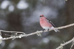 Pine Grosbeak, Pinicola enucleator