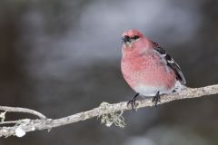 Pine Grosbeak, Pinicola enucleator