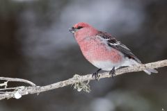 Pine Grosbeak, Pinicola enucleator