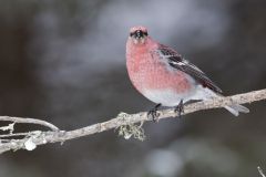 Pine Grosbeak, Pinicola enucleator