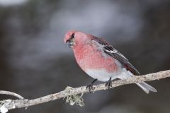 Pine Grosbeak, Pinicola enucleator