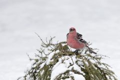 Pine Grosbeak, Pinicola enucleator