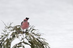 Pine Grosbeak, Pinicola enucleator