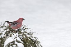 Pine Grosbeak, Pinicola enucleator