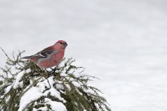 Pine Grosbeak, Pinicola enucleator