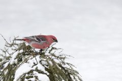 Pine Grosbeak, Pinicola enucleator