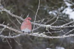 Pine Grosbeak, Pinicola enucleator