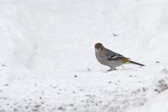 Pine Grosbeak, Pinicola enucleator