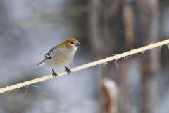 Pine Grosbeak, Pinicola enucleator