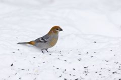 Pine Grosbeak, Pinicola enucleator