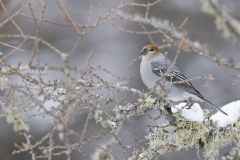 Pine Grosbeak, Pinicola enucleator