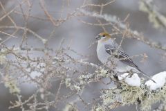 Pine Grosbeak, Pinicola enucleator