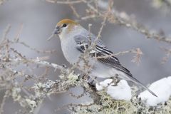 Pine Grosbeak, Pinicola enucleator