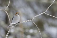 Pine Grosbeak, Pinicola enucleator