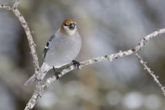 Pine Grosbeak, Pinicola enucleator