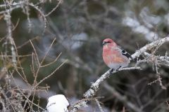 Pine Grosbeak, Pinicola enucleator