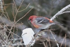 Pine Grosbeak, Pinicola enucleator