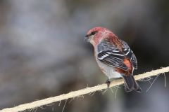 Pine Grosbeak, Pinicola enucleator