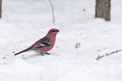 Pine Grosbeak, Pinicola enucleator