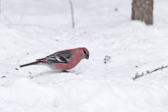 Pine Grosbeak, Pinicola enucleator