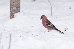 Pine Grosbeak, Pinicola enucleator