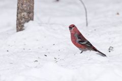 Pine Grosbeak, Pinicola enucleator