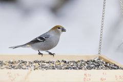 Pine Grosbeak, Pinicola enucleator