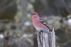 Pine Grosbeak, Pinicola enucleator