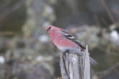 Pine Grosbeak, Pinicola enucleator