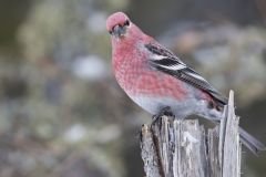 Pine Grosbeak, Pinicola enucleator