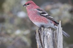 Pine Grosbeak, Pinicola enucleator