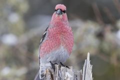 Pine Grosbeak, Pinicola enucleator